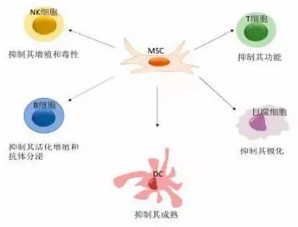 系統(tǒng)性紅斑狼瘡，干細胞治療有效嗎？