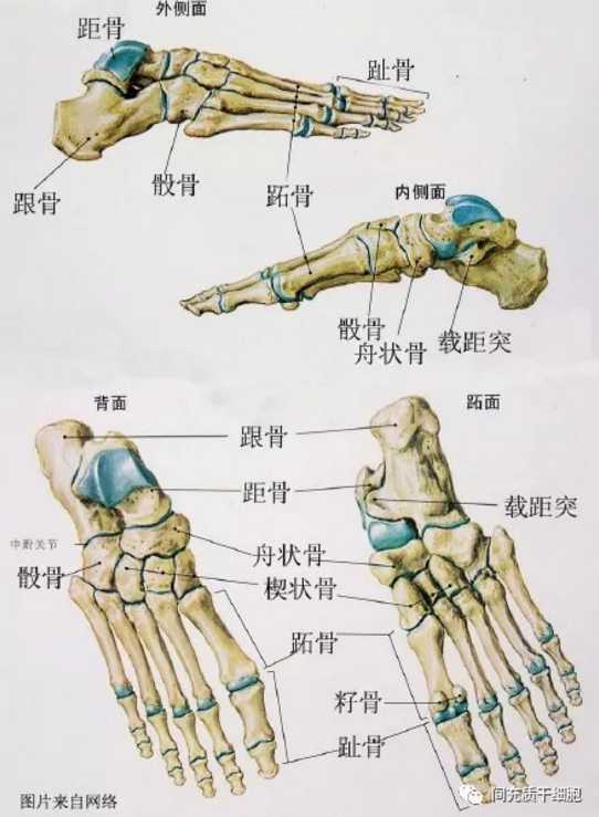 間充質(zhì)干細(xì)胞治療踝關(guān)節(jié)病變，延長運(yùn)動(dòng)生涯