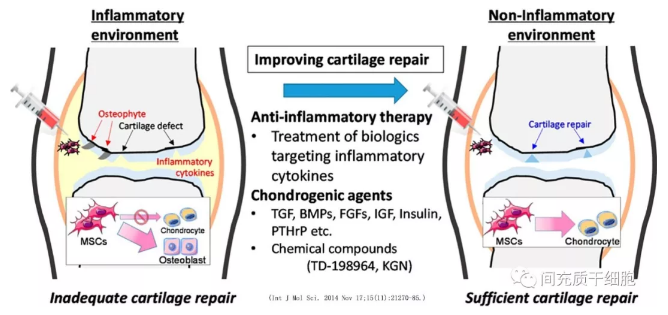 干細(xì)胞治療類(lèi)風(fēng)濕性關(guān)節(jié)炎：改善疼痛和阻斷惡