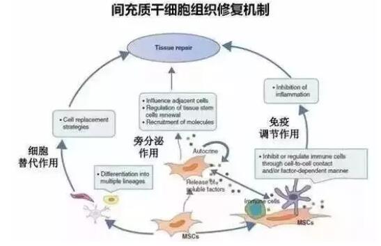 干細(xì)胞醫(yī)治肝衰竭臨床數(shù)據(jù)證明，安全且有用！