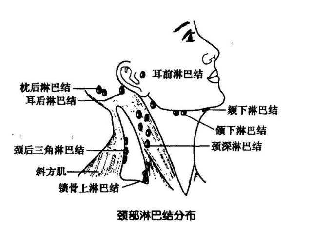 淋巴排毒真的太重要了！淋巴通，百病消