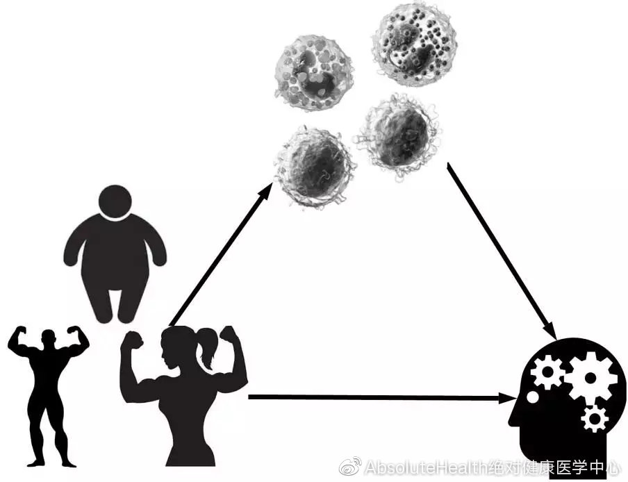 肥胖影響智力和免疫系統(tǒng)
