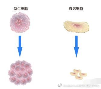 干細(xì)胞抗衰老，戰(zhàn)勝“返老還童”童”不是夢(mèng)！