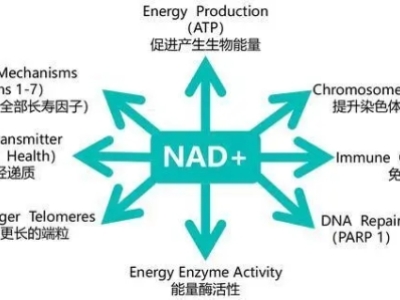 NAD+：拯救你的年輕與活力