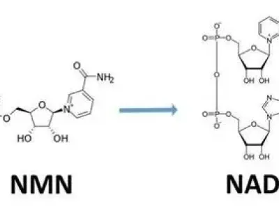 NAD+：預(yù)防疾病的關(guān)鍵之鑰？