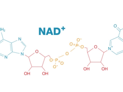 探索NAD：細(xì)胞能量的關(guān)鍵