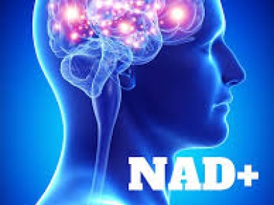 適量服用NAD+：為什么不應(yīng)追求高劑量？